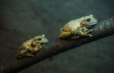 Two toads are sitting on a tree branch. Selective focus.