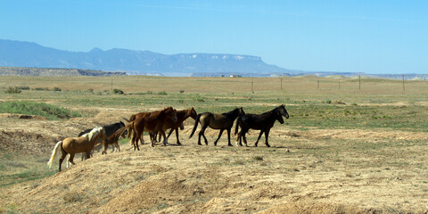 A herd of Wild Horses on the prairie in Colorado