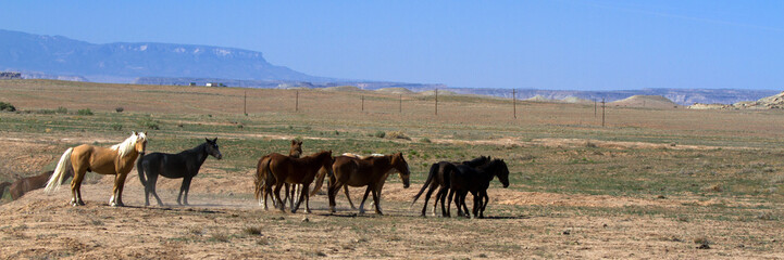 A herd of Wild Horses on the prairie in Colorado