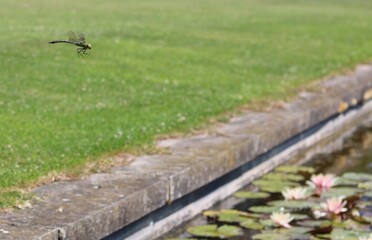 Dragonfly in flight over grass towards pond with water lines