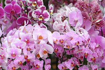 Beautiful flowers from the tropical japanese orchid.