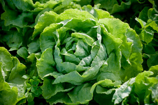Lavoura de alface lisa no ponto de colheita bem uniforme e vigorosa