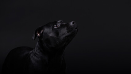 Lovely serious black dog sits posing against a black background and looks up the frame. The Staffordshire Bull Terrier friendly, obedient pet. Advertising banner of pet supplies, grooming, pet food. - 512846743