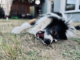 border collie puppy