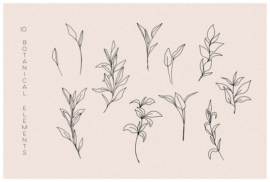 Botanical Line Drawing Flowers and Plants Sketch collection. Modern Line Art. Outline Minimalist Floral Elements For Logo, Wall Art, Poster, Print, T-shirt design, Tattoo, Cover, Postcard.
