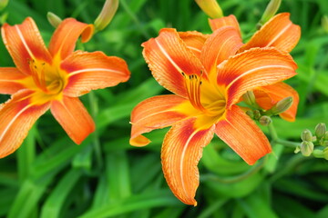 beautiful orange lilies growing in the garden