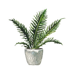 Houseplant fern in grey pot. Watercolor illustration isolated on white.