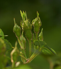 Rose buds on a vine about to open, closeup of rose shoot growing from a wild rose bush in a garden. Seasonal flowers symbolising romance, love and beauty. Green plant will later be used for fragrance