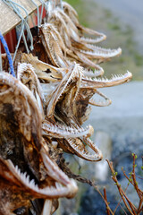Air dried fish. Traditional way of drying fish in Norway, Drying in the sun hanging on wooden racks. Closeup of dehydrated cod which has been preserved by drying after salting, creepy looking jaws