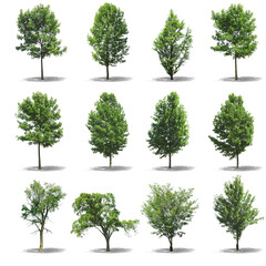 set of trees