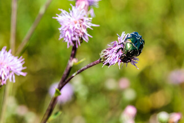 Rosenkäfer an Diestel Blüte