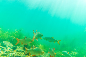 Fototapeta na wymiar Roach (Rutilus rutilus) fish in shallow water in beautiful sunshine 