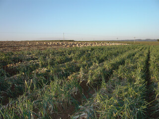 Lavoura de cebolas se preparando para a colheita