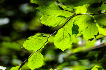 Blätter im Gegenlicht