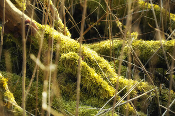 Decay in the swamp in Denmark. Moss covered fallen tree in an abandoned forest. Vibrant coloured swamp showing an unmaintained tree trunk near a water source. Rural scene for hikers to explore