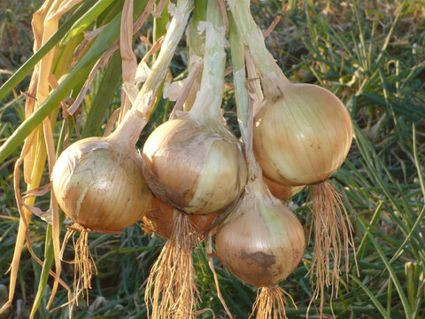Lavoura de cebolas se preparando para a colheita