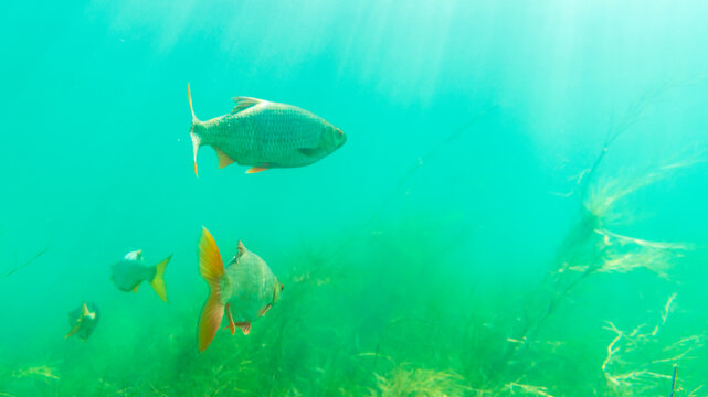 Roach (Rutilus rutilus) fish in shallow water in beautiful sunshine
