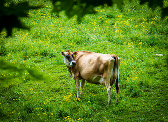 dairy cows grazing on a hillside in spring 
