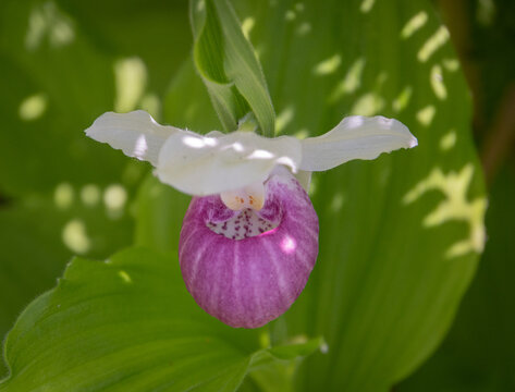 Showy Lady Slipper Orchids In Bloom In A Natural Bog In Spring In Vermont
