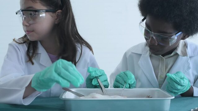 Education concept of 4k Resolution. Researchers are dissecting frogs in a lab.
