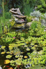 Fototapeta na wymiar Lilly pads, water plants, reeds and succulents growing in a koi fish japanese pond in a home backyard. View of a tranquil, calm and serene lake feature in covered in fresh green flora in the garden
