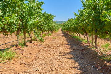 Fototapeta na wymiar Vineyard row on a grape farm that produces wine in Stellenbosch. Wine making industry crops on a sunny day. Grapevines in summer. Beautiful green plants before harvest