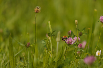 bee on a flower