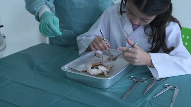 Education concept of 4k Resolution. Researchers are dissecting frogs in a lab. teaching students. physical examination.