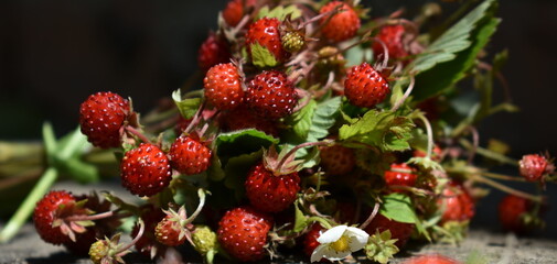Wild strawberry on wooden background. Fragaria vesca
