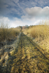 Dirt road though swamp land in early spring. Swampy land and wetland against a cloudy blue sky in nature. Wet and muddy path through a field in the countryside, Denmark
