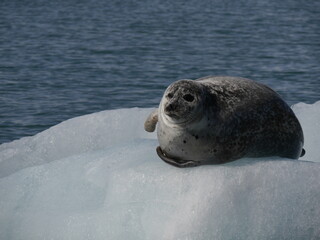 content wild seal on ice floe
