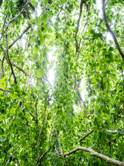 Willow Tree at Polly Hill Arboretum