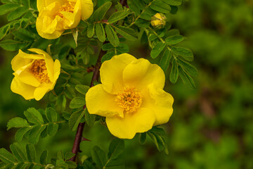 Yellow rosehip flowers on a green background. Blooming wild rose bush