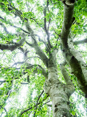 Fototapeta premium Willow Tree at Polly Hill Arboretum