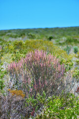 Fototapeta premium Closeup of Fynbos flowers in Table Mountain National Park, Cape Town, South Africa. Indigenous plants growing and blooming on a lush green field against a blue sky. Succulents on a field or veld