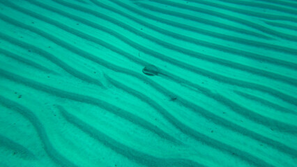 Obraz premium Blue-spotted stingray (Taeniura lymma) slowly swimming over a sandy bottom. Top view. Red sea, Egypt