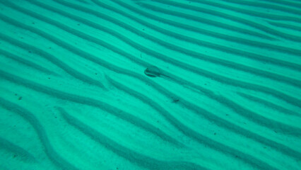Blue-spotted stingray (Taeniura lymma) slowly swimming over a sandy bottom. Top view. Red sea, Egypt