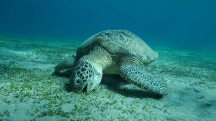 Obraz premium Big Sea Turtle green eats green sea grass on the seabed. Green sea turtle (Chelonia mydas) Underwater shot, Red sea, Egypt