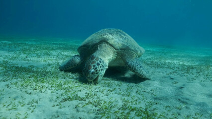 Obraz premium Big Sea Turtle green eats green sea grass on the seabed. Green sea turtle (Chelonia mydas) Underwater shot, Red sea, Egypt