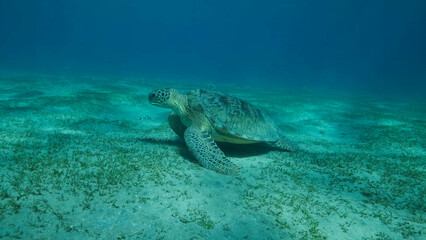 Big Sea Turtle green swim above seabed covered with green sea grass. Green sea turtle (Chelonia mydas) Underwater shot, Red sea, Egypt