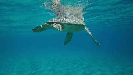 Big Sea Turtle swim under surface of the. Green sea turtle (Chelonia mydas). Underwater shot. Red...
