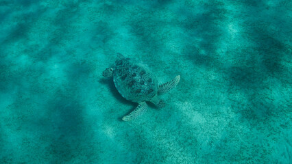 Big Sea Turtle green swim above seabed covered with green sea grass. Green sea turtle (Chelonia mydas) Underwater shot, Red sea, Egypt