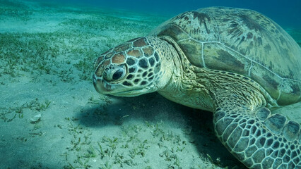 Obraz premium Big Sea Turtle green on seabed covered with green sea grass . Green sea turtle (Chelonia mydas) Underwater shot. Red sea, Egypt