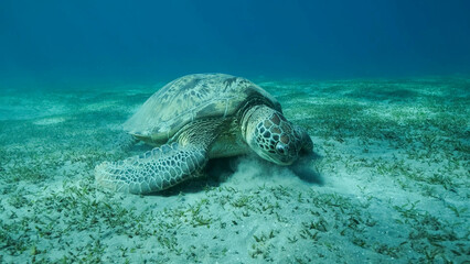 Obraz premium Big Sea Turtle green eats green sea grass on the seabed. Green sea turtle (Chelonia mydas) Underwater shot, Red sea, Egypt