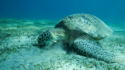 Big Sea Turtle green eats green sea grass on the seabed. Green sea turtle (Chelonia mydas) Underwater shot, Red sea, Egypt