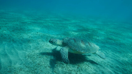 Obraz na płótnie Canvas Big Sea Turtle green swim above seabed covered with green sea grass. Green sea turtle (Chelonia mydas) Underwater shot, Red sea, Egypt