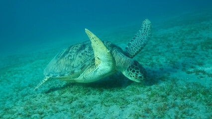 Fototapeta na wymiar Big Sea Turtle green eats green sea grass on the seabed. Green sea turtle (Chelonia mydas) Underwater shot, Red sea, Egypt