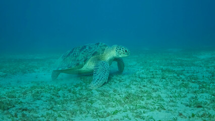 Naklejka na ściany i meble Big Sea Turtle green on seabed covered with green sea grass . Green sea turtle (Chelonia mydas) Underwater shot. Red sea, Egypt