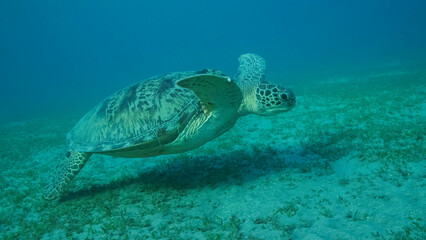 Obraz premium Big Sea Turtle green swim above seabed covered with green sea grass. Green sea turtle (Chelonia mydas) Underwater shot, Red sea, Egypt
