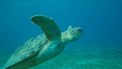 Fototapeta na wymiar Sea turtle swims in the blue water to up, takes a breath and lies under surface of water. Green Sea Turtle (Chelonia mydas). Red Sea, Egypt